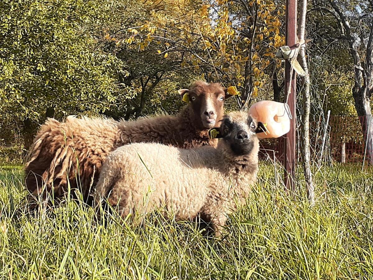 Pferdepension Jaeger Séjour à la ferme Markranstädt