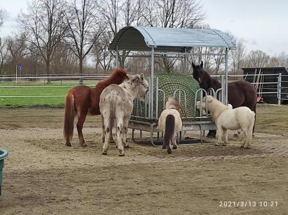 Séjour à la ferme Pferdepension Jaeger Markranstädt